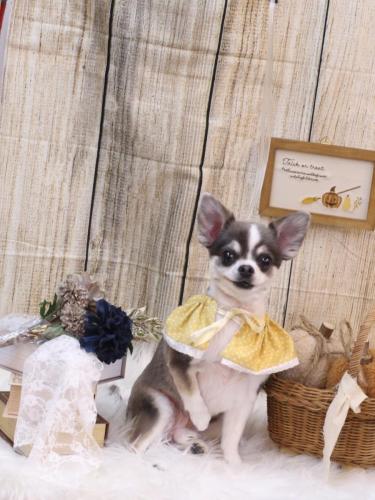 20241002ゴマくん